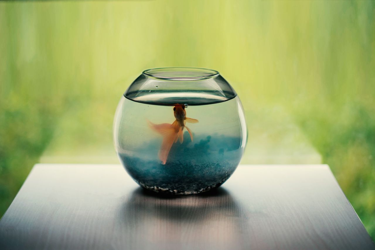 A tranquil goldfish swimming in a glass bowl on a wooden table with a green blurred background.