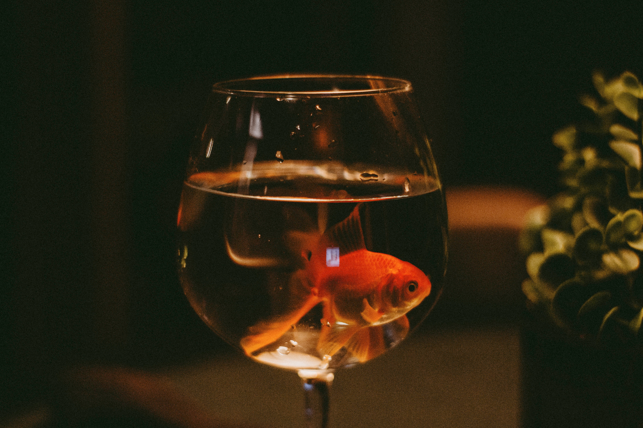 A goldfish swimming inside a wine glass, showcasing creativity and art with a cozy indoor setting.