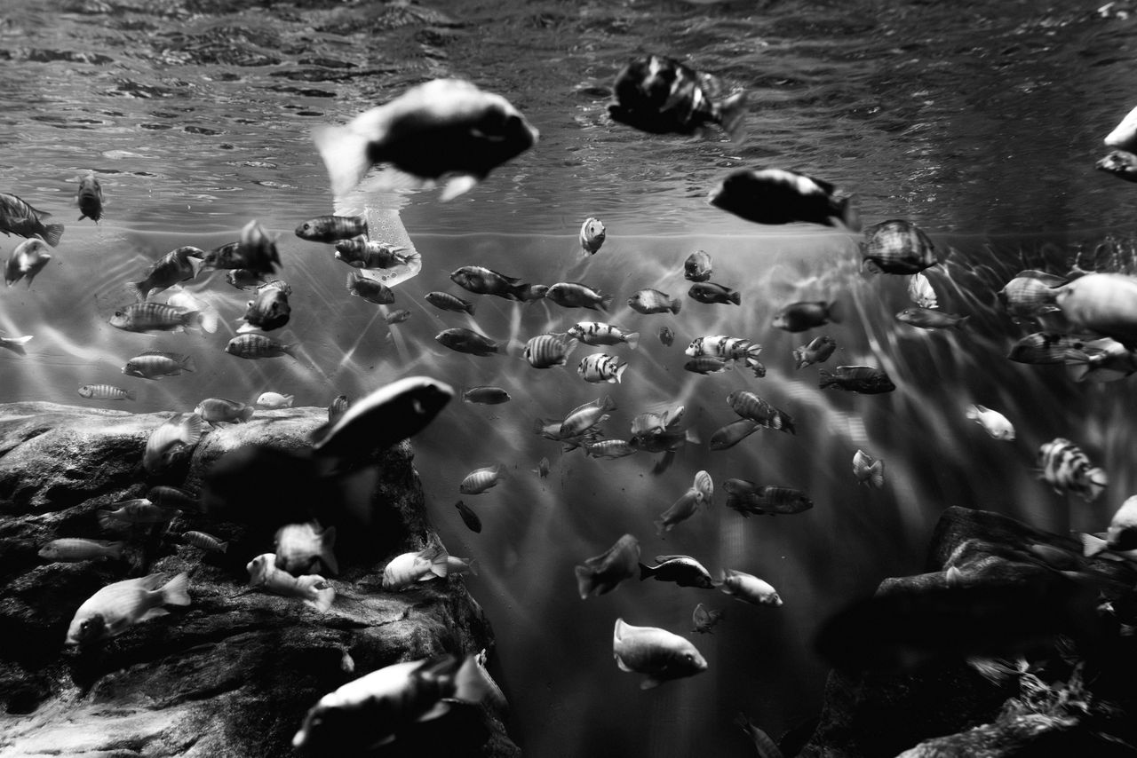 Dramatic black and white photo of fish swimming in a Rio de Janeiro aquarium.