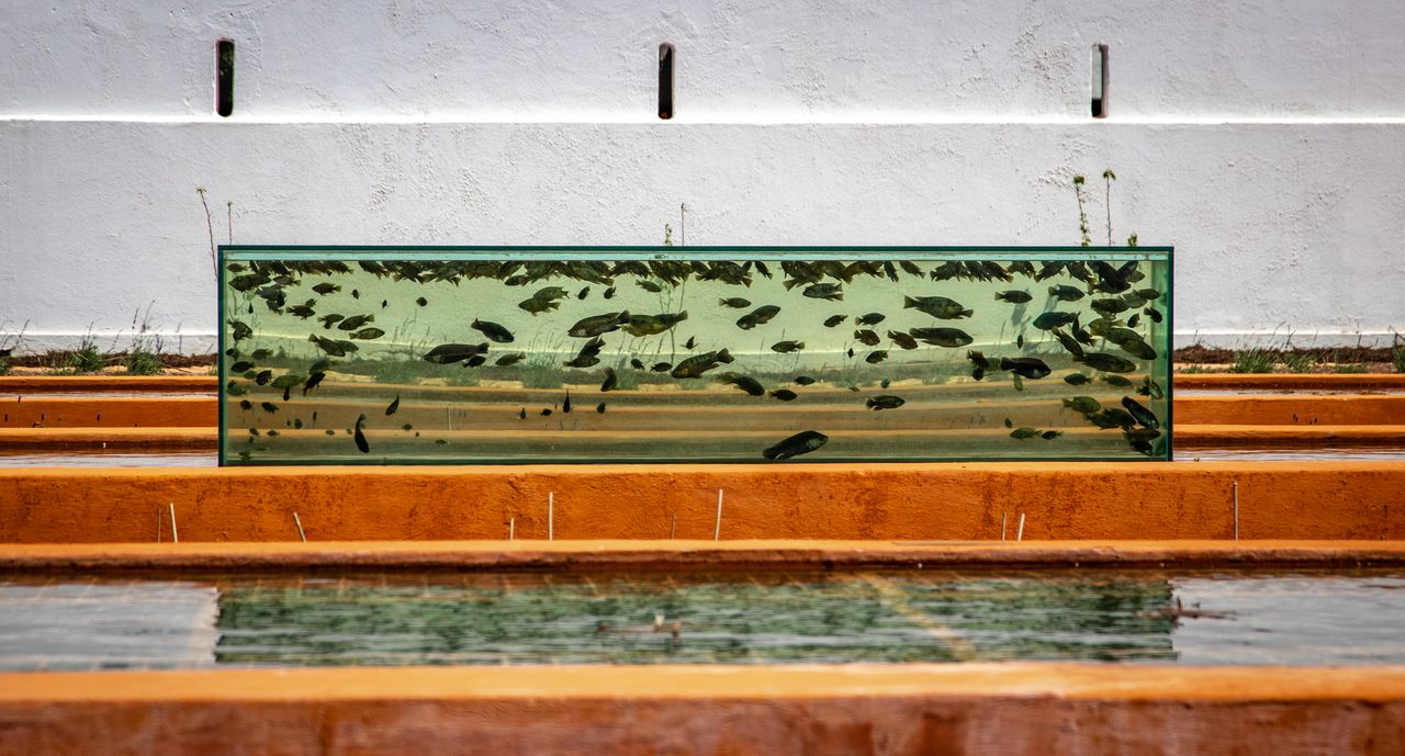 Outdoor fish tank with various fish; vibrant garden setting, showcasing aquatic life.