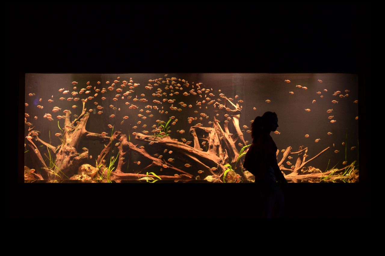 Silhouette of a person walking past an illuminated aquarium filled with fish.