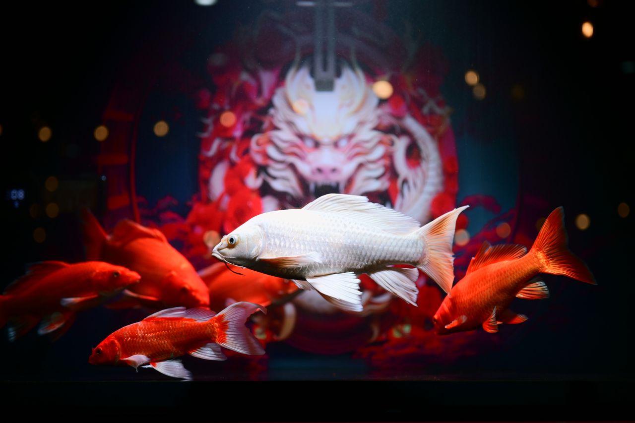 Koi fish swimming in a vividly decorated aquarium with an artistic dragon backdrop.