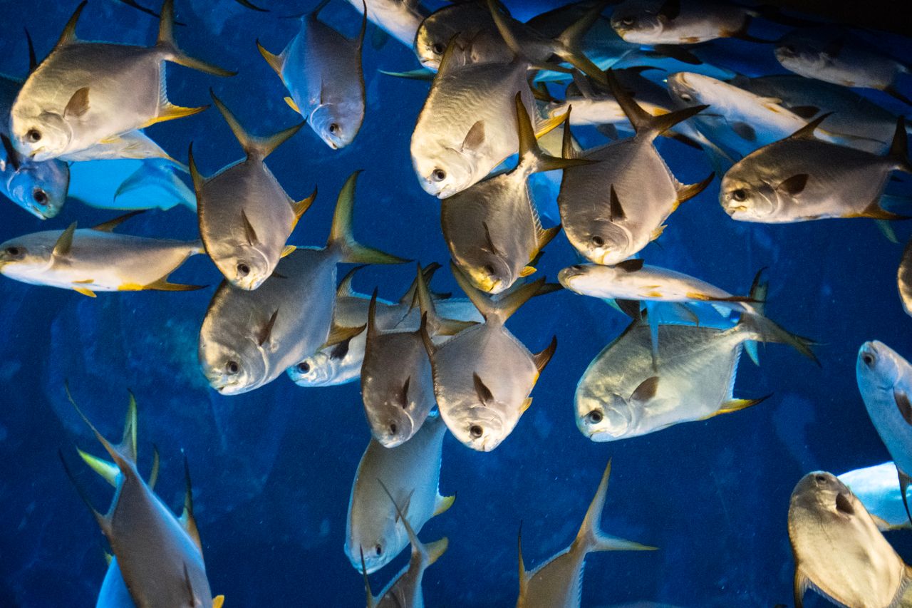 Dynamic image of a school of silver fish swimming against a deep blue aquatic backdrop.